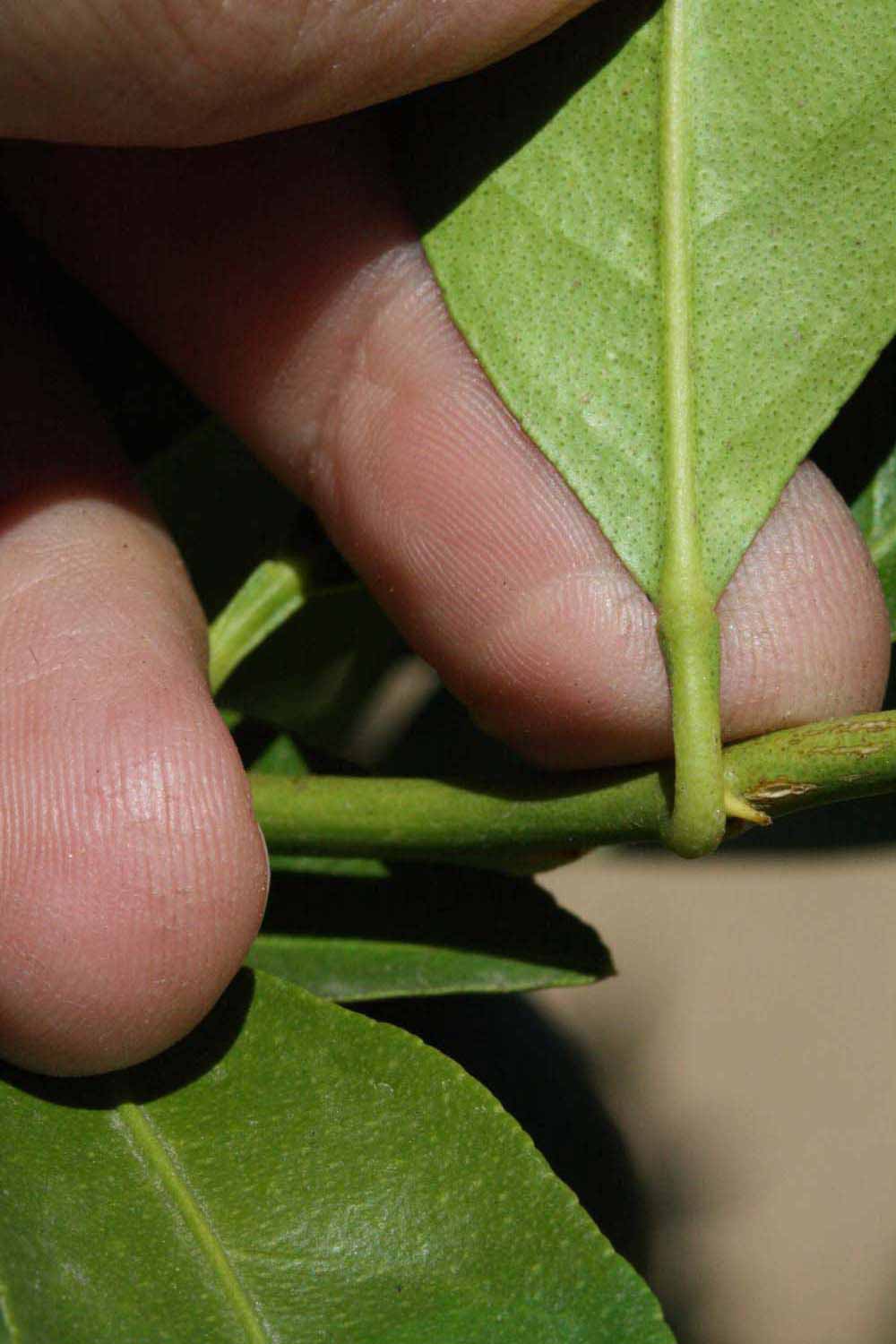              Petiole (Riverside, CA)       